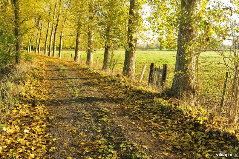 Elst in de Kalkense meersen