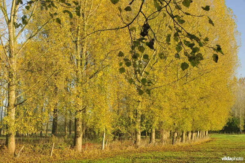 Elst in de Kalkense meersen