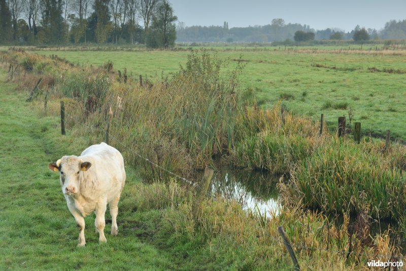 Belham in de Kalkense meersen