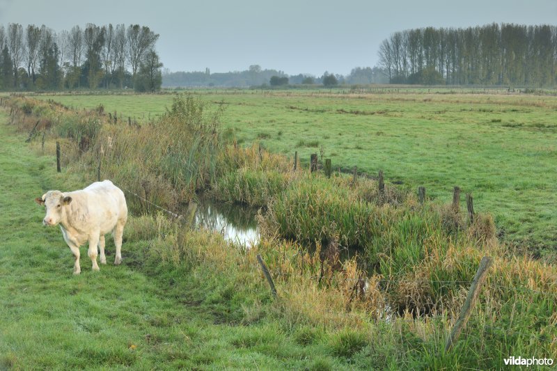 Belham in de Kalkense meersen