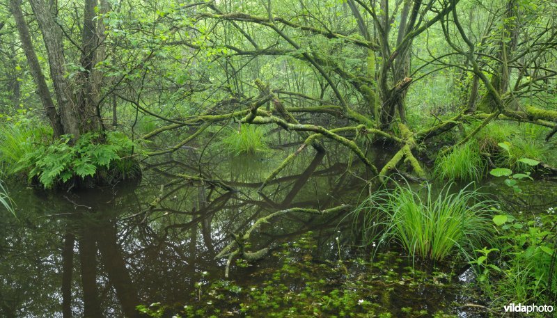 Bosreservaat Sevendonck