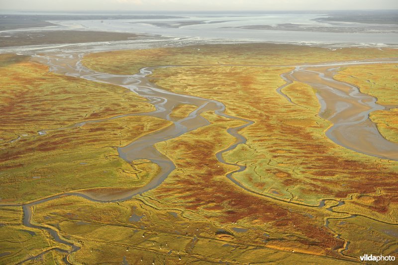 Verdronken land van Saeftinghe
