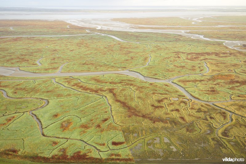 Verdronken land van Saeftinghe