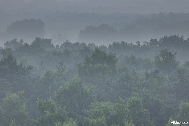 Moerasbossen in de Zwarte beekvallei