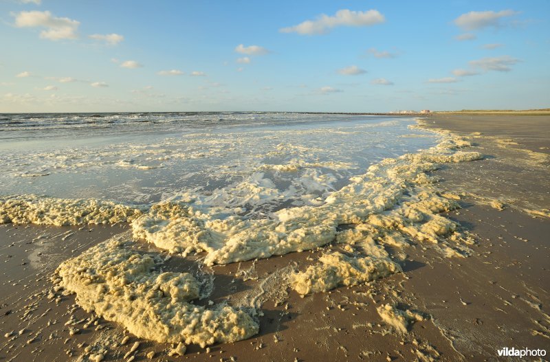 Noordzeestrand
