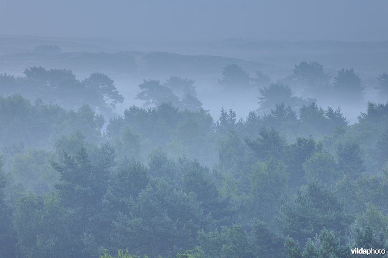 Moerasbossen in de Zwarte beekvallei