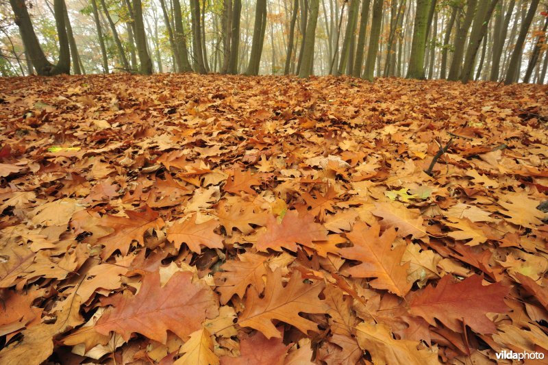 Herfst in Amerikaanse eikenbos op donk