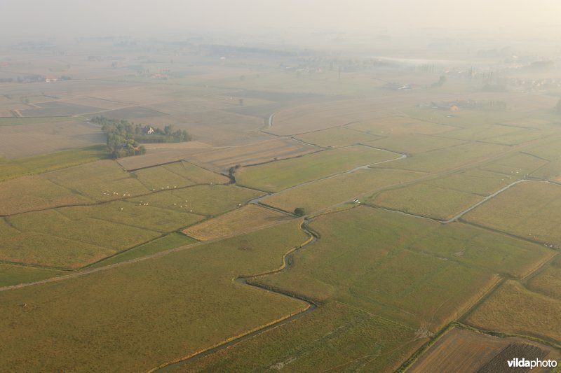 Beerstblote in de IJzervallei