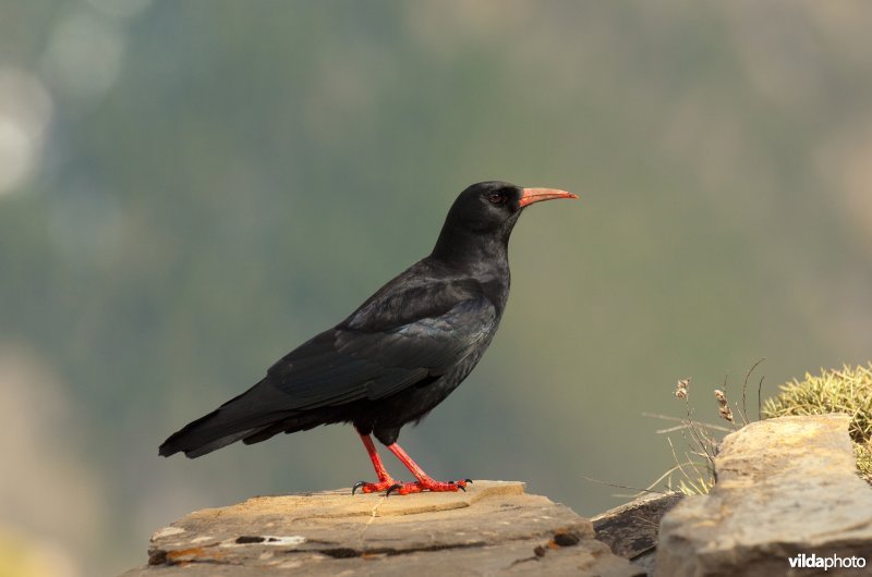 Alpenkraai