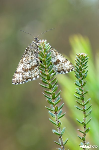 Heispanner op kraaiheide