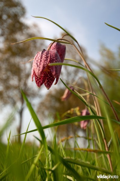 Bloeiende kievitsbloem