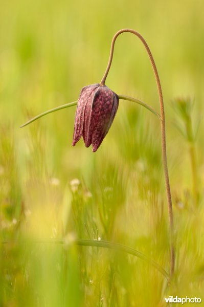 Bloeiende kievitsbloem