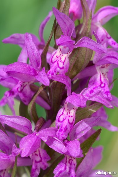 Jonge bloem van brede orchis