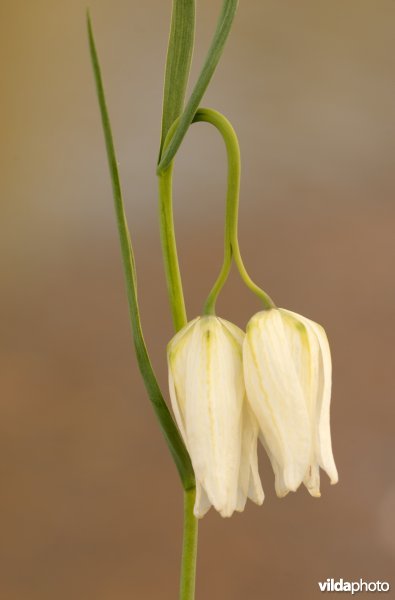 Bloeiende kievitsbloem