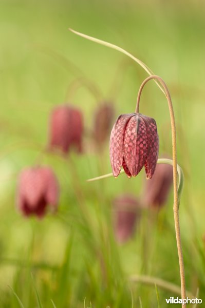 Bloeiende kievitsbloem