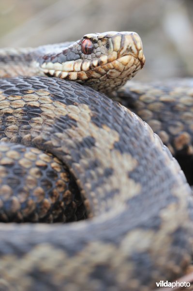Adder