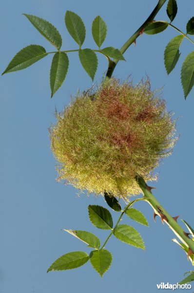 Bedeguar Gall (En)