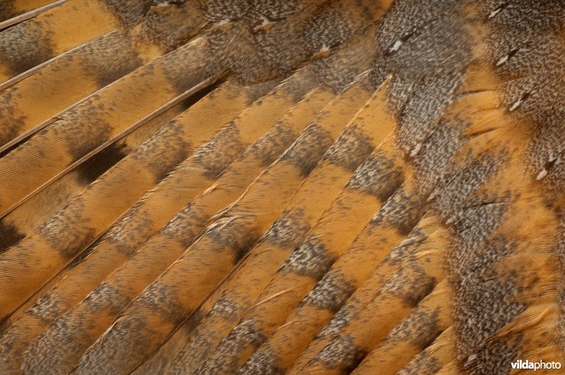 Detail van een kerkuil