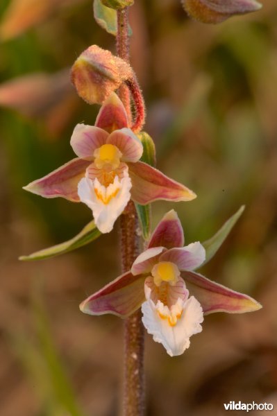 Moeraswespenorchis van Ter Yde