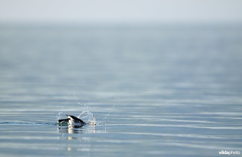 Zeekoet in IJslandse fjord