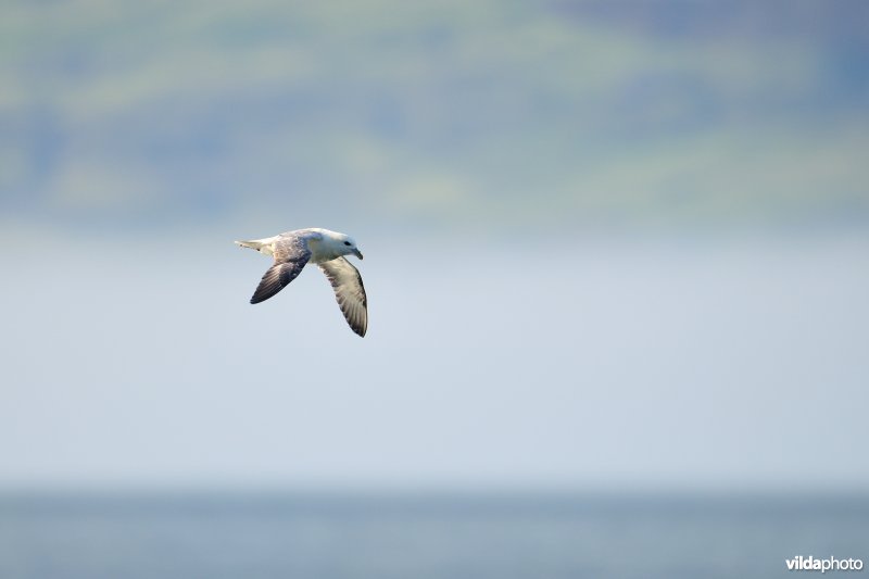 Vliegende Noordse stormvogel