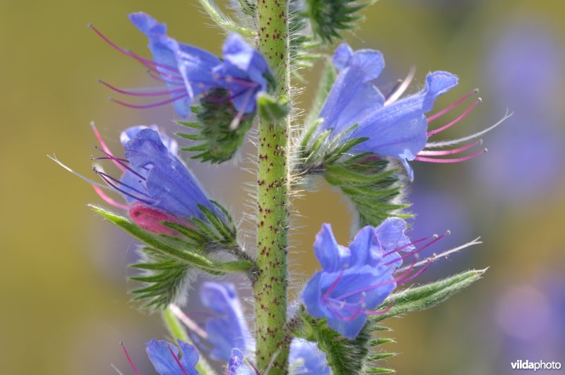 Bloemen van slangekruid