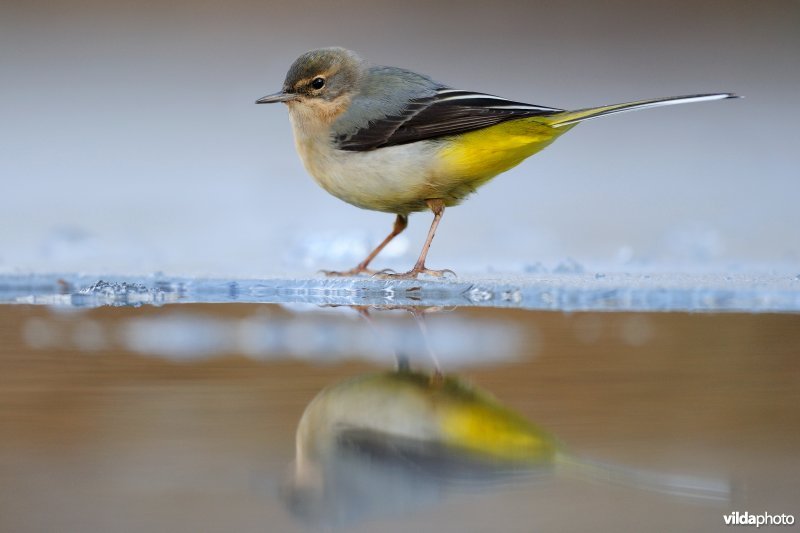 Grote gele kwikstaart op het ijs