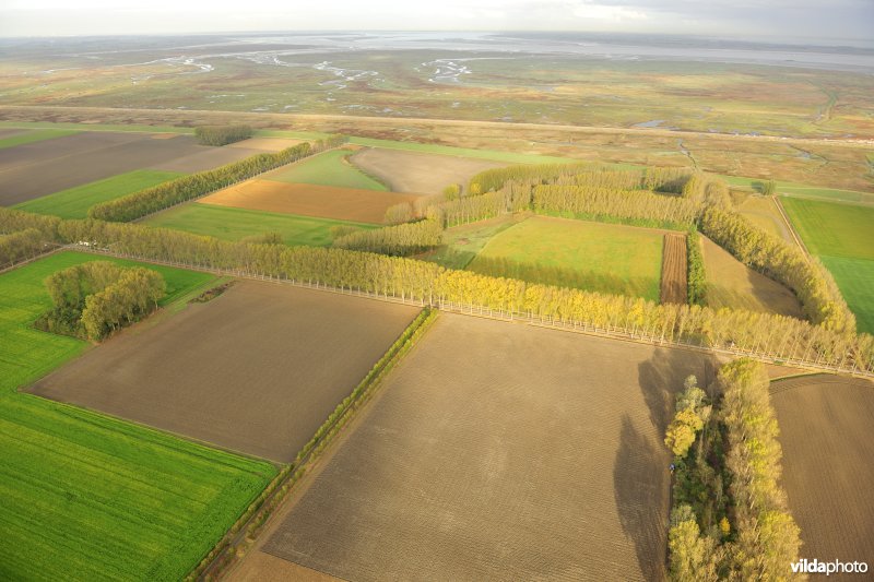 Hedwigepolder