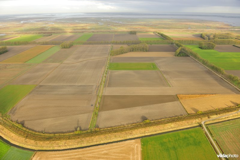 Zeedijk van de Prosperpolder en de Hedwigepolder