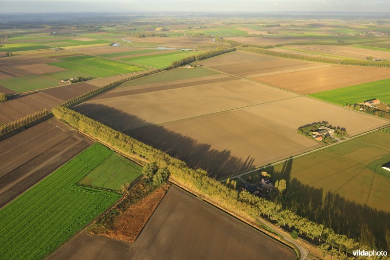 Populierendreef in de Hedwigepolder