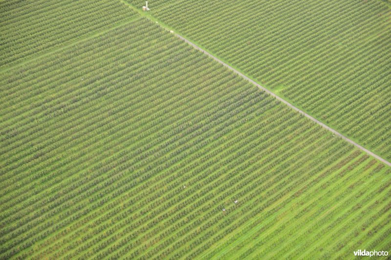 Laagstamfruitboomgaard