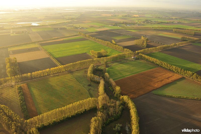 Hedwigepolder