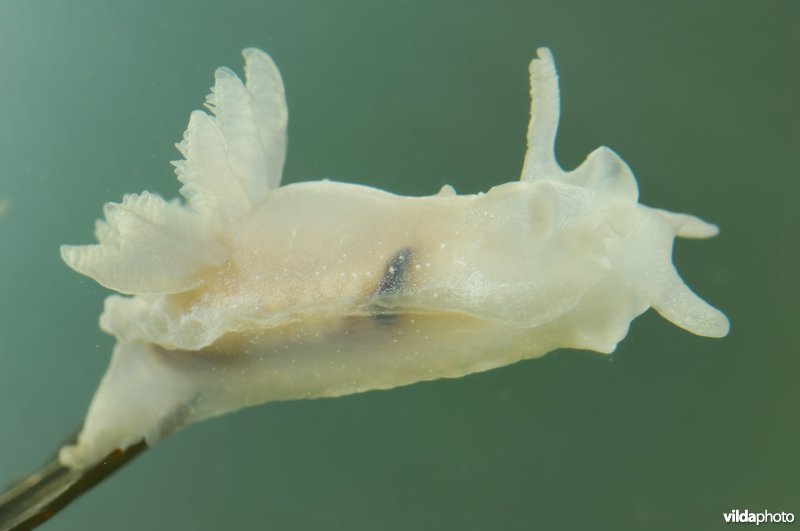 Bleke plooislak
