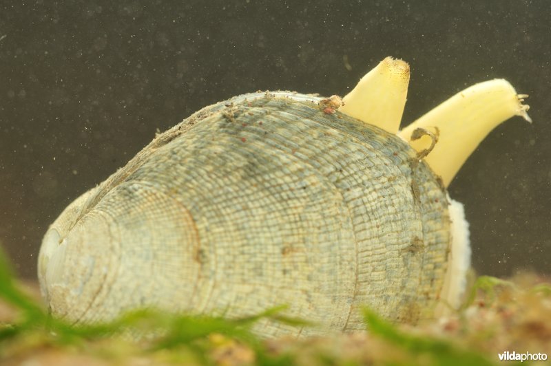 Geruite tapijtschelp