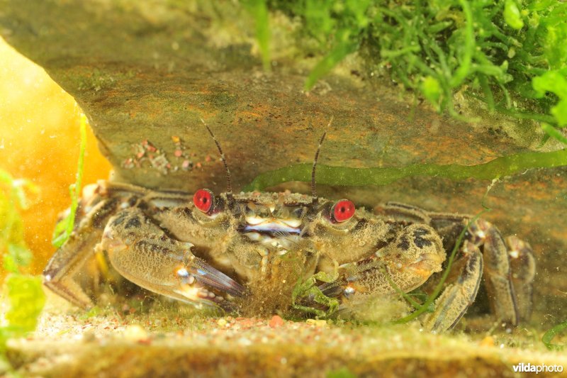 Fluwelen zwemkrab