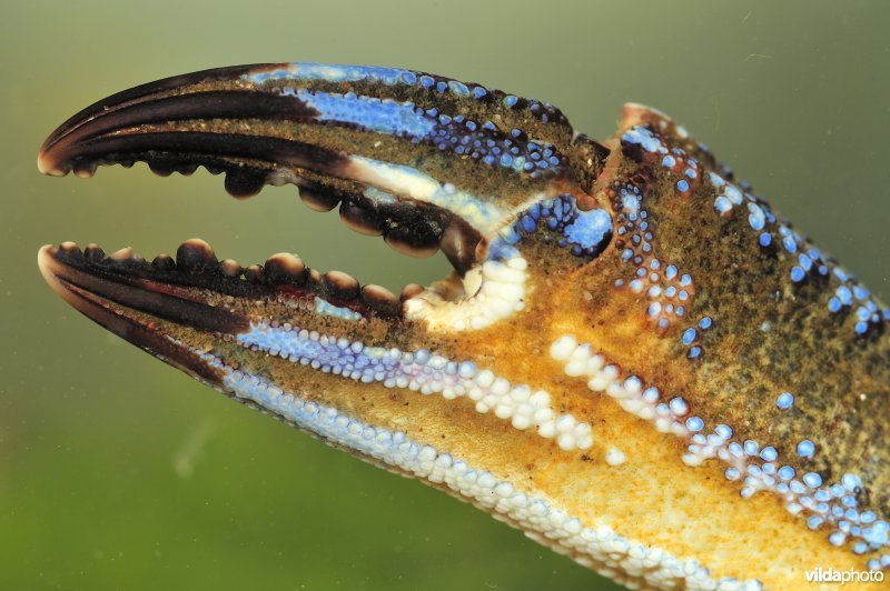 Schaar van Fluwelen zwemkrab