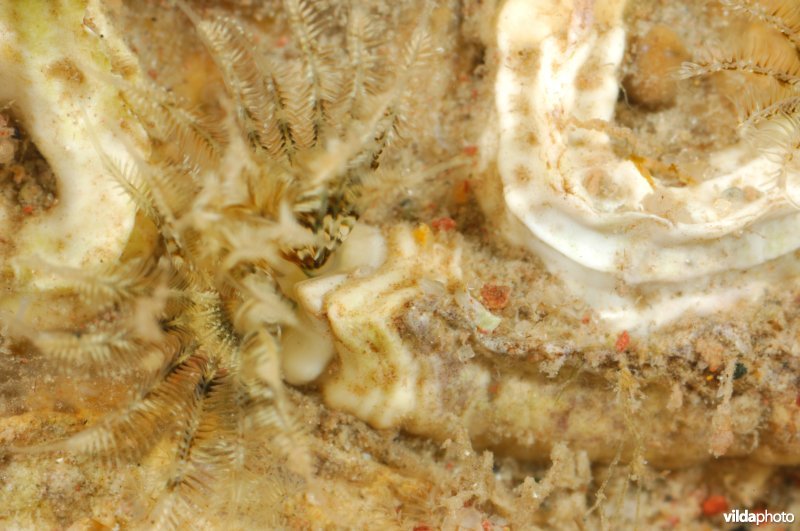 Kalkkokerworm