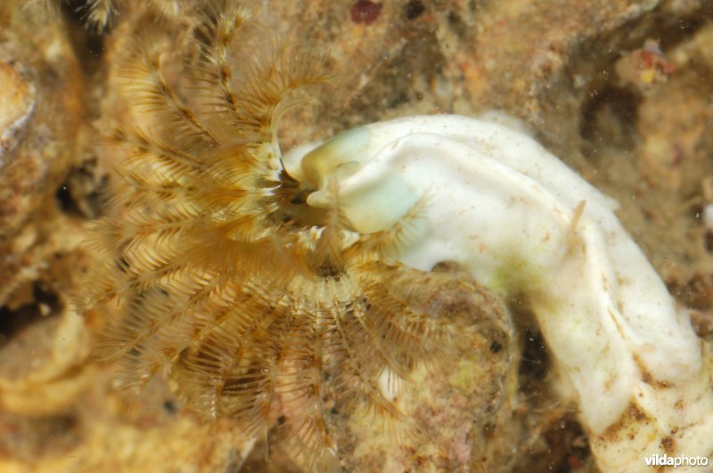 Kalkkokerworm
