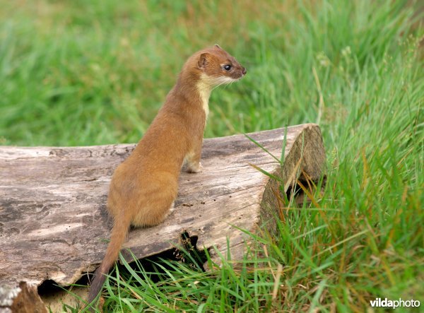 Hermelijn op boomstronk