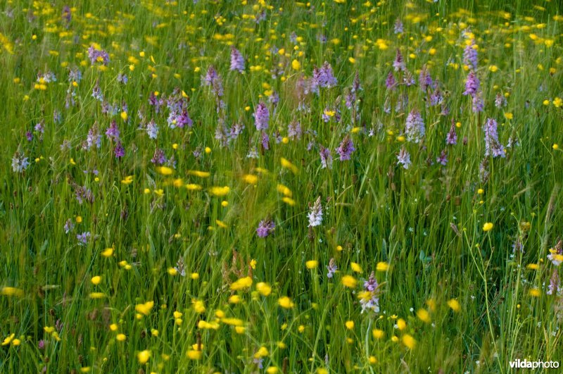 Bloemrijk grasland met uitbundig bloeiende Gevlekte orchis en boterbloemen