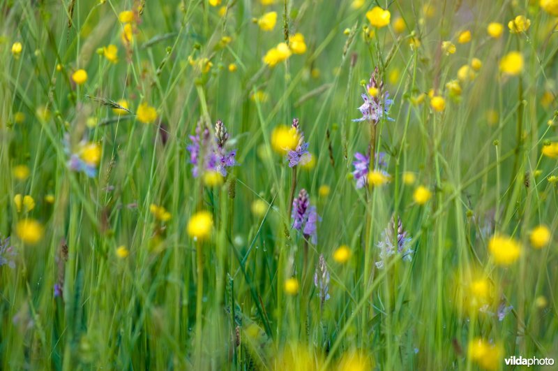 Bloemrijk grasland met uitbundig bloeiende Gevlekte orchis en boterbloemen