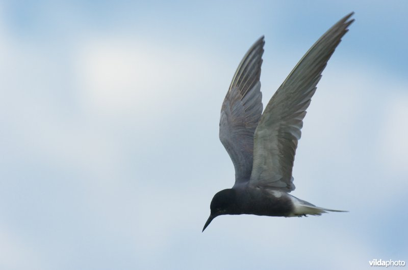 Zwarte sterns in de Wieden broeden op nestvlotjes tussen waterlelies