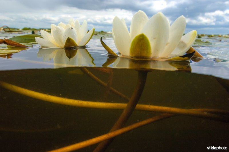 Witte waterlelie