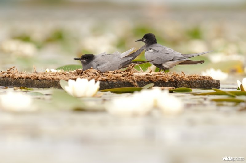 Zwarte sterns in de Wieden broeden op nestvlotjes tussen waterlelies