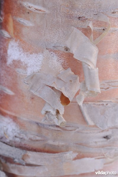 Schors van Zachte berk