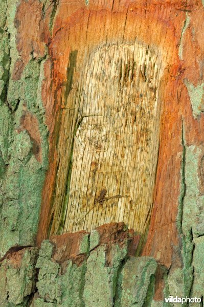 Koninklijke hamer, officiële aanduiding van een te kappen boom