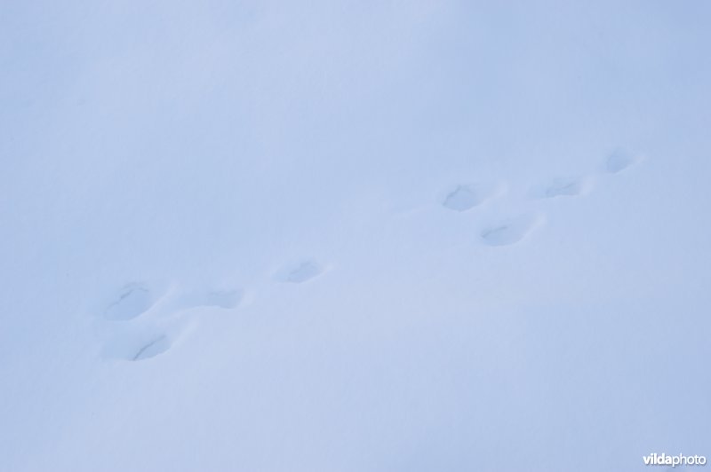 Spoor van sneeuwhaas in de sneeuw