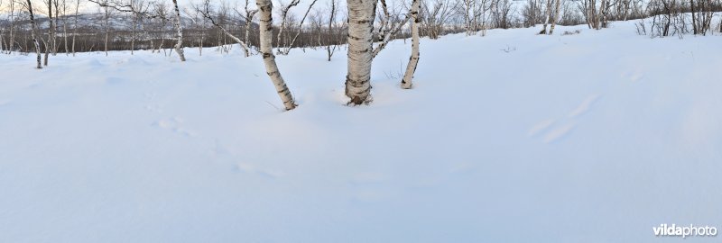 Spoor van sneeuwhaas in de sneeuw