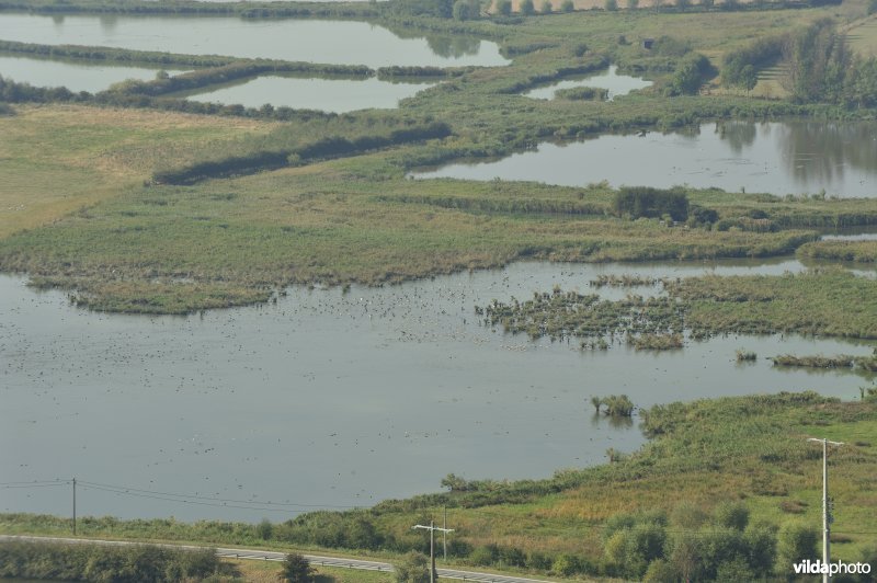 Viconia Kleiputten