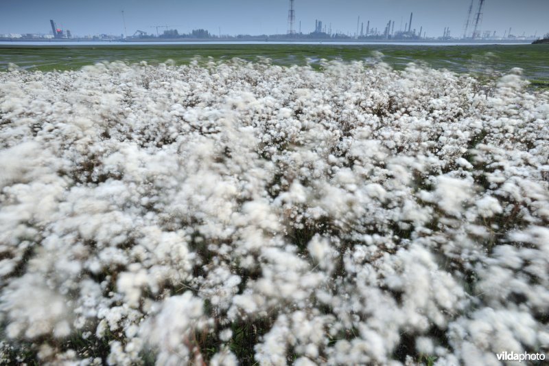 Uitgebloeide Zeeaster in Ketenisseschoor